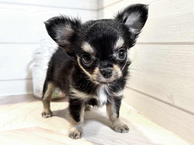 千葉県のチワワ(ロング) (ペッツファーストおゆみ野店/2025年8月19日生まれ/女の子/ブラックタンホワイト)の子犬の1枚目の画像