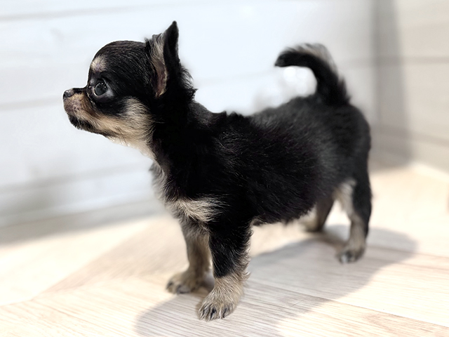 千葉県のチワワ(ロング) (ペッツファーストおゆみ野店/2025年8月19日生まれ/女の子/ブラックタンホワイト)の子犬の2枚目の画像