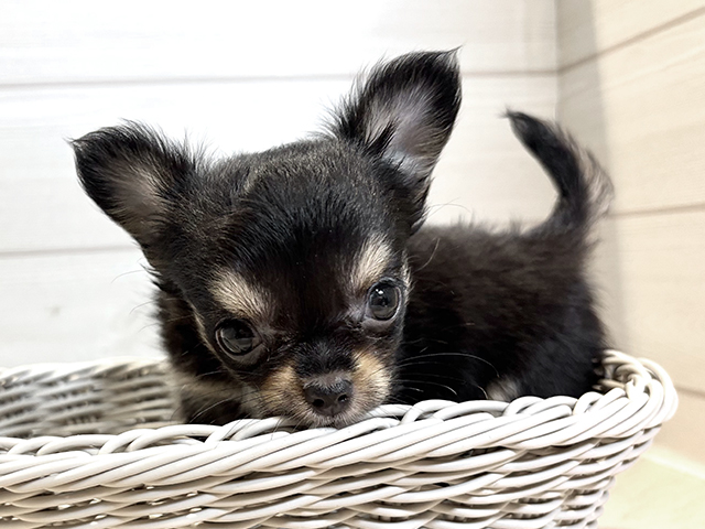 千葉県のチワワ(ロング) (ペッツファーストおゆみ野店/2025年8月19日生まれ/女の子/ブラックタンホワイト)の子犬の3枚目の画像