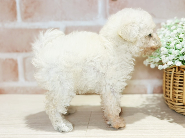岡山県のタイニープードル (ペッツファースト倉敷店/2025年8月19日生まれ/女の子/クリーム)の子犬の2枚目の画像