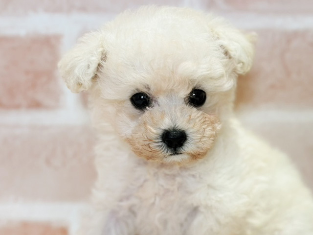 岡山県のタイニープードル (ペッツファースト倉敷店/2025年8月19日生まれ/女の子/クリーム)の子犬の3枚目の画像