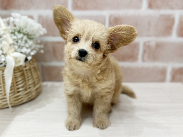 大阪府のチワプー/プーチー(チワワ×プードル) (ペッツファースト茨木店/2025年8月19日生まれ/女の子/クリーム)の子犬