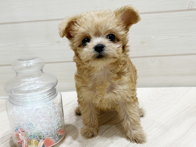 大阪府のチワプー/プーチー(チワワ×プードル) (ペッツファーストららぽーと門真店/2025年8月19日生まれ/女の子/クリーム)の子犬