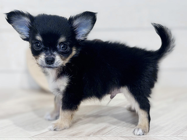 東京都のチワワ(ロング) (ペッツファースト吉祥寺本店/2025年8月18日生まれ/男の子/ブラックタンホワイト)の子犬の2枚目の画像