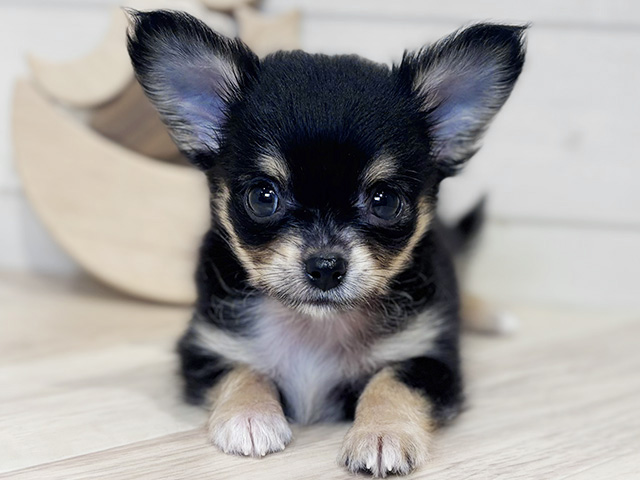 東京都のチワワ(ロング) (ペッツファースト吉祥寺本店/2025年8月18日生まれ/男の子/ブラックタンホワイト)の子犬の3枚目の画像