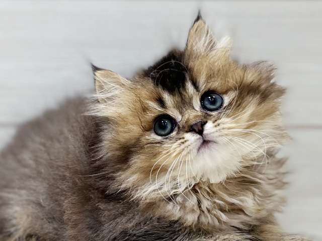 愛知県のブリティッシュロングヘアー (ペッツファースト岡崎店/2025年8月19日生まれ/男の子/ブラックゴールデンシェーデット)の子猫の3枚目の画像