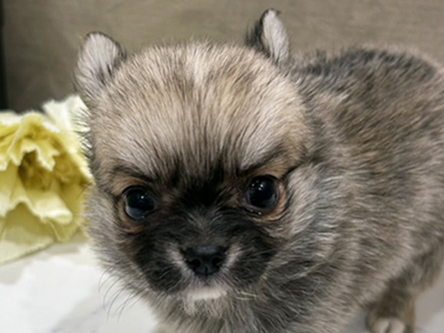 埼玉県のチワワ(ロング) (ペッツファースト入間店/2025年8月19日生まれ/男の子/フォーンセーブルホワイト)の子犬の3枚目の画像