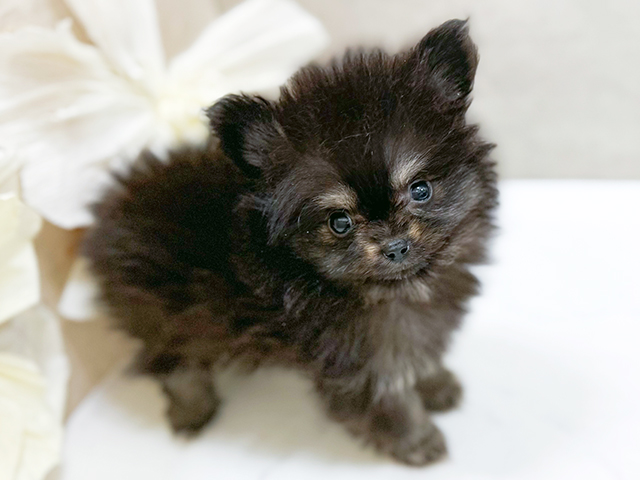 千葉県のポメチワ/チワポメ/ポメチー(ポメラニアン×チワワ) (ペッツファースト千葉ニュータウン店/2025年8月19日生まれ/女の子/ブラックタン)の子犬の2枚目の画像
