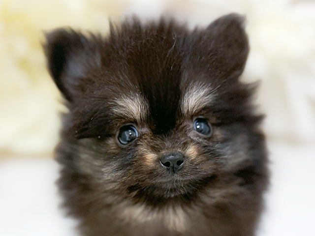 千葉県のポメチワ/チワポメ/ポメチー(ポメラニアン×チワワ) (ペッツファースト千葉ニュータウン店/2025年8月19日生まれ/女の子/ブラックタン)の子犬の3枚目の画像