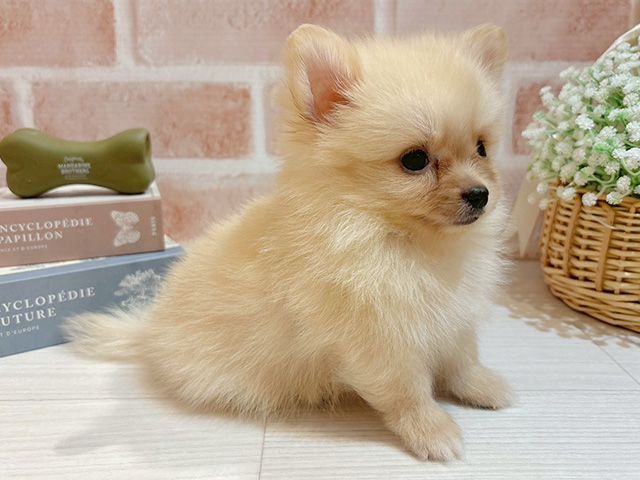 東京都のポメチワ/チワポメ/ポメチー(ポメラニアン×チワワ) (ペッツファースト自由が丘店/2025年8月19日生まれ/男の子/クリーム)の子犬の2枚目の画像