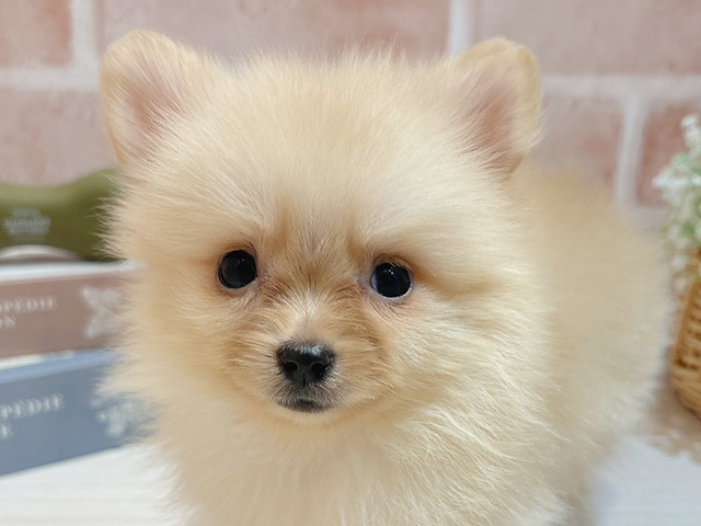 東京都のポメチワ/チワポメ/ポメチー(ポメラニアン×チワワ) (ペッツファースト自由が丘店/2025年8月19日生まれ/男の子/クリーム)の子犬の3枚目の画像