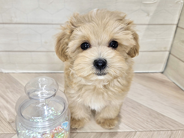 埼玉県のマルプー(マルチーズ×プードル) (ペッツファーストレイクタウン店/2025年8月19日生まれ/男の子/アプリコット)の子犬の1枚目の画像