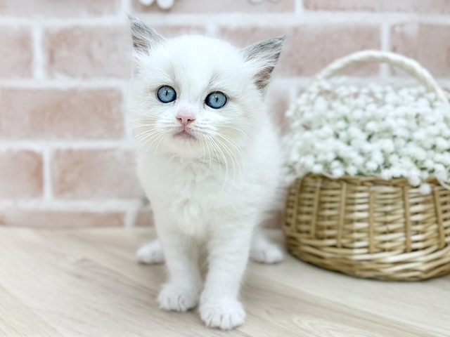 東京都のラグドール (ペッツファーストfor cats武蔵小山店/2025年8月19日生まれ/女の子/ブルーポイントバイカラー)の子猫の1枚目の画像