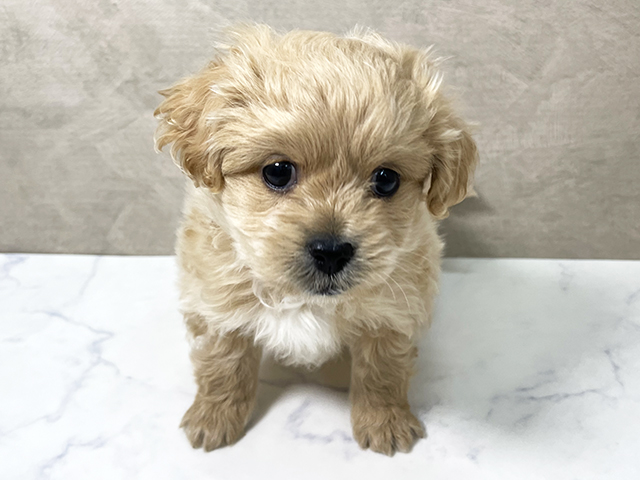 大阪府のペキプー(ペキニーズ×プードル) (ペッツファースト東大阪店/2025年8月18日生まれ/男の子/アプリコット)の子犬