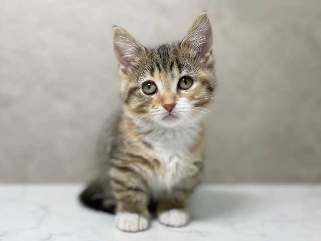 大阪府のマンチカン (ペッツファースト東大阪店/2025年7月28日生まれ/女の子/ブラウンパッチドタビーホワイト)の子猫