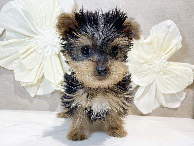 東京都のヨークシャーテリア (ペッツファースト原宿店/2025年8月17日生まれ/女の子/スチールブルータン)の子犬の1枚目の画像