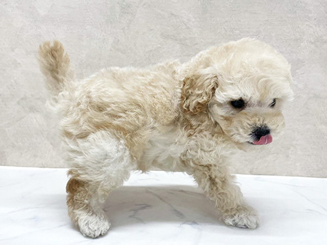 2025年8月19日生まれのトイプードル(タイニー)の2枚目の写真