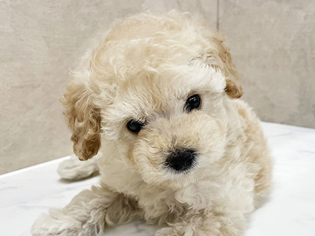 2025年8月19日生まれのトイプードル(タイニー)の3枚目の写真