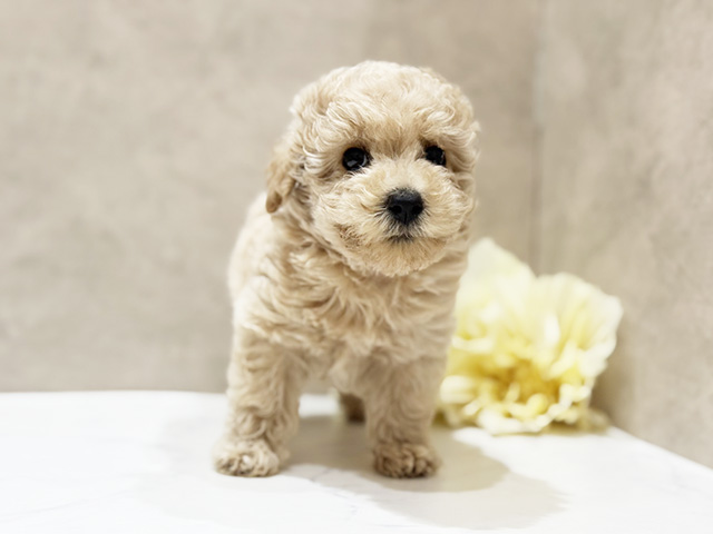 大阪府のトイプードル(タイニー) (ペッツファースト難波店/2025年8月19日生まれ/女の子/アプリコット)の子犬の1枚目の画像