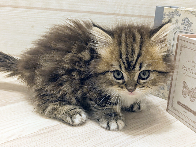 愛知県のマンチカン (ペッツファースト岡崎店/2025年8月20日生まれ/男の子/ブラウンタビーホワイト)の子猫の1枚目の画像