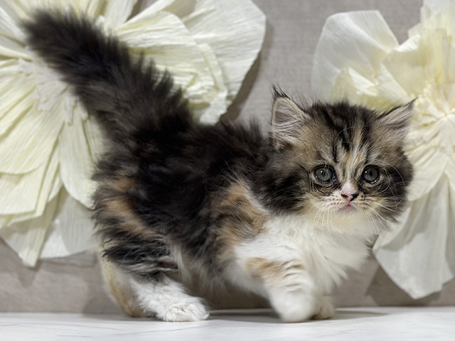 東京都のマンチカン (ペッツファースト原宿店/2025年8月20日生まれ/女の子/ブラウンパッチドタビーホワイト)の子猫の2枚目の画像