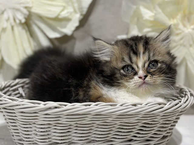 東京都のマンチカン (ペッツファースト原宿店/2025年8月20日生まれ/女の子/ブラウンパッチドタビーホワイト)の子猫の3枚目の画像