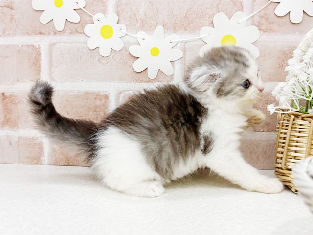 東京都のスコティッシュフォールド (ペッツファーストお台場店/2025年8月18日生まれ/男の子/ブルータビーホワイト)の子猫の2枚目の画像