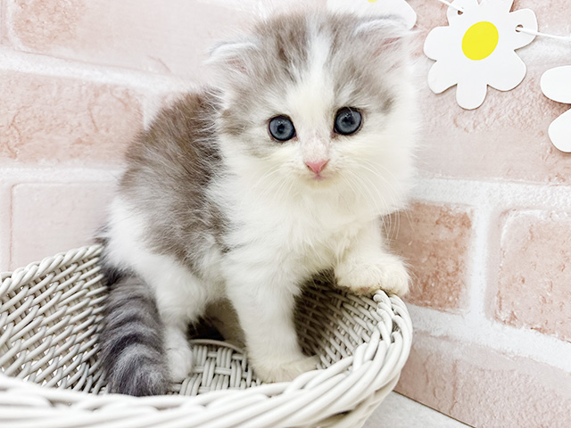 東京都のスコティッシュフォールド (ペッツファーストお台場店/2025年8月18日生まれ/男の子/ブルータビーホワイト)の子猫の3枚目の画像