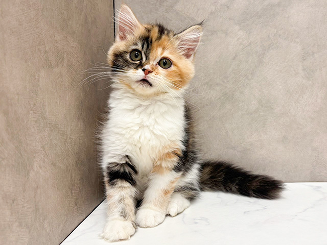 東京都のラガマフィン (ペッツファースト池袋店/2025年8月20日生まれ/女の子/キャリコ)の子猫の1枚目の画像