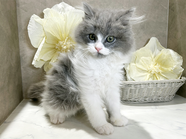 秋田県のサイベリアン (ペッツファースト秋田店/2025年8月1日生まれ/男の子/ブルーホワイト)の子猫の1枚目の画像