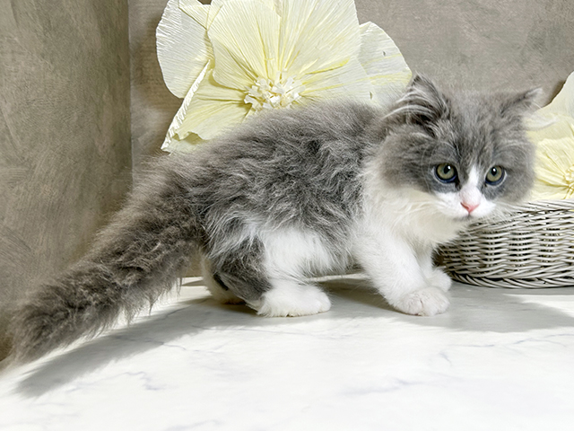 秋田県のサイベリアン (ペッツファースト秋田店/2025年8月1日生まれ/男の子/ブルーホワイト)の子猫の2枚目の画像