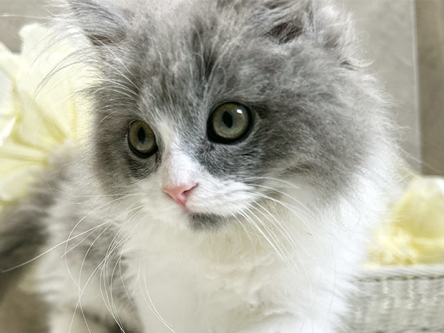 秋田県のサイベリアン (ペッツファースト秋田店/2025年8月1日生まれ/男の子/ブルーホワイト)の子猫の3枚目の画像