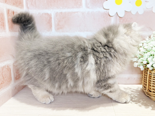 岡山県のサイベリアン (ペッツファースト倉敷店/2025年8月1日生まれ/女の子/ブルータビー)の子猫の2枚目の画像