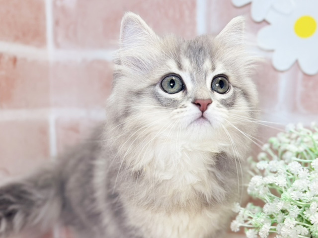 岡山県のサイベリアン (ペッツファースト倉敷店/2025年8月1日生まれ/女の子/ブルータビー)の子猫の3枚目の画像
