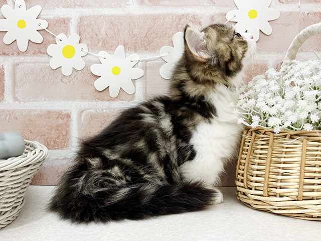 東京都のマンチカン (ペッツファーストお台場店/2025年8月3日生まれ/女の子/ブラウンタビーホワイト)の子猫の2枚目の画像