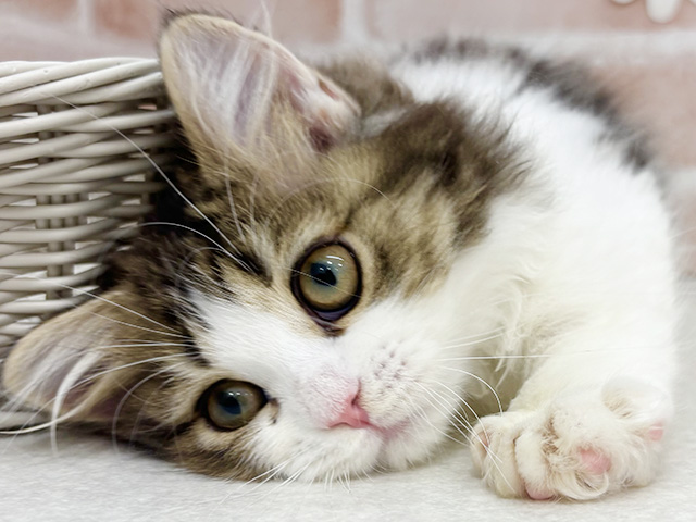 東京都のマンチカン (ペッツファーストお台場店/2025年8月3日生まれ/女の子/ブラウンタビーホワイト)の子猫の3枚目の画像