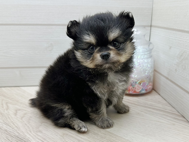 東京都のポメチワ/チワポメ/ポメチー(ポメラニアン×チワワ) (ペッツファースト渋谷店/2025年8月19日生まれ/男の子/ブラックタンホワイト)の子犬の2枚目の画像