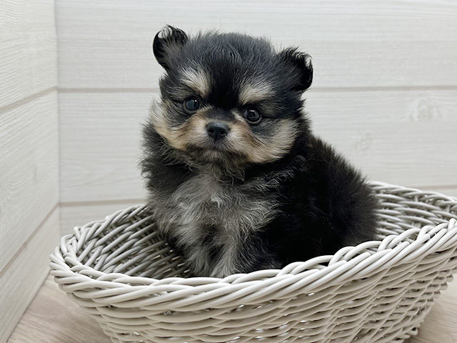 東京都のポメチワ/チワポメ/ポメチー(ポメラニアン×チワワ) (ペッツファースト渋谷店/2025年8月19日生まれ/男の子/ブラックタンホワイト)の子犬の3枚目の画像