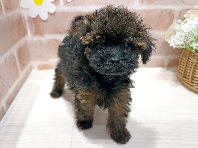 福岡県のトイプードル(ティーカップ) (ペッツファースト筑紫野店/2025年8月20日生まれ/男の子/ブリンドル)の子犬の1枚目の画像