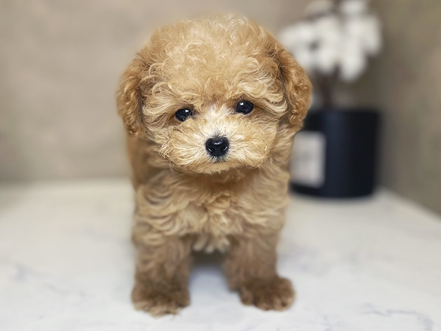 トイプードル