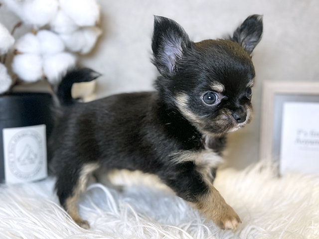 東京都のチワワ(ロング) (ペッツファースト青山店/2025年8月20日生まれ/男の子/ブラックタン)の子犬の2枚目の画像
