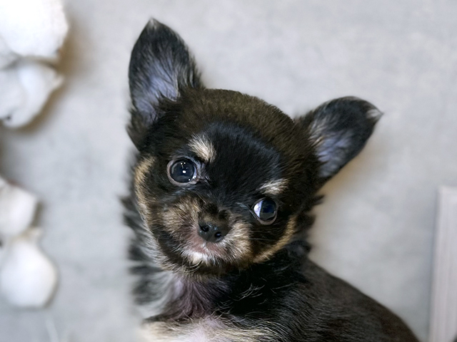 東京都のチワワ(ロング) (ペッツファースト青山店/2025年8月20日生まれ/男の子/ブラックタン)の子犬の3枚目の画像