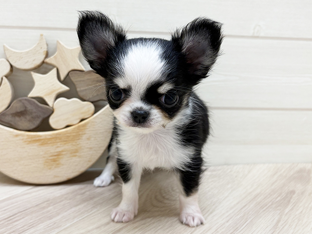 大阪府のチワワ(ロング) (ペッツファーストららぽーと門真店/2025年8月20日生まれ/女の子/ブラックタンホワイト)の子犬の1枚目の画像