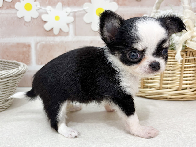 大阪府のチワワ(ロング) (ペッツファーストららぽーと門真店/2025年8月20日生まれ/女の子/ブラックタンホワイト)の子犬の2枚目の画像