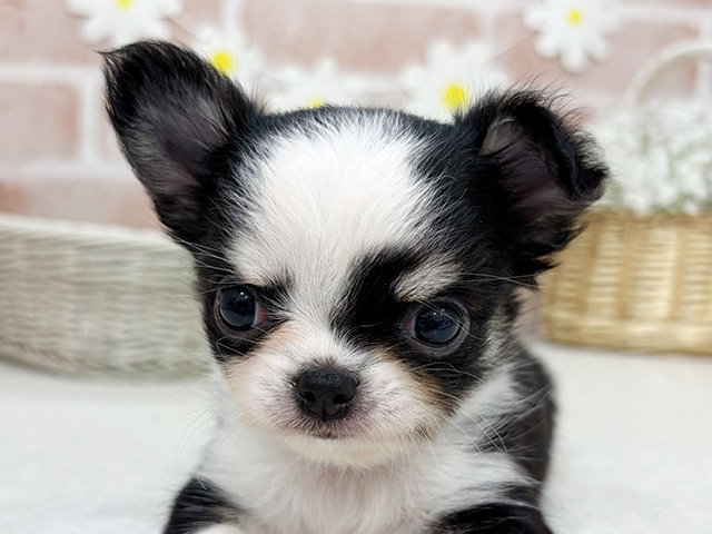 大阪府のチワワ(ロング) (ペッツファーストららぽーと門真店/2025年8月20日生まれ/女の子/ブラックタンホワイト)の子犬の3枚目の画像