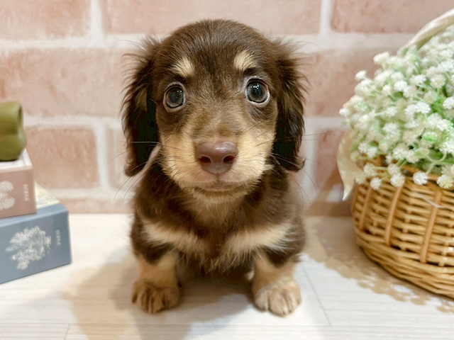 ミニチュアダックスフンド(ロング), 性別 男の子, 誕生日 2025/08/16, 毛色 チョコイエロー, 出身 宮崎県, 店舗 自由が丘店(東京都), お問い合わせ番号 2541442