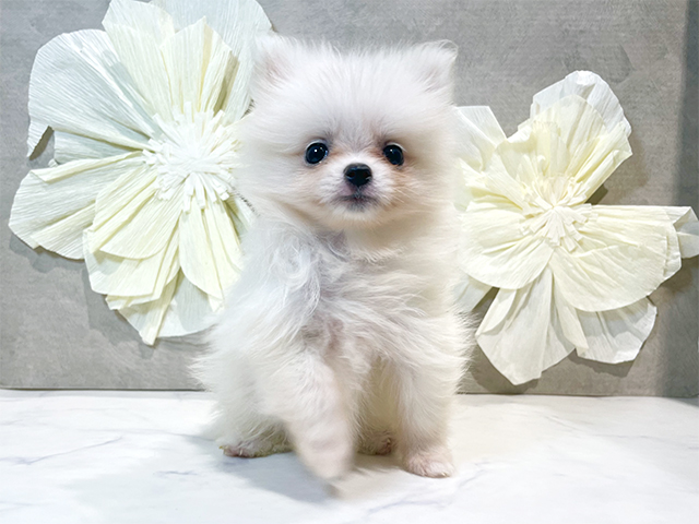 埼玉県のポメラニアン (ペッツファースト川越店/2025年8月20日生まれ/女の子/クリーム)の子犬