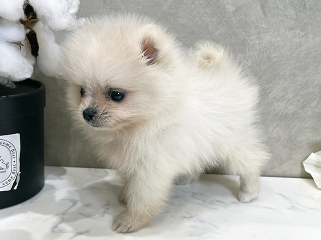 愛知県のポメラニアン (ペッツファースト名古屋栄店/2025年8月20日生まれ/女の子/クリーム)の子犬の2枚目の画像