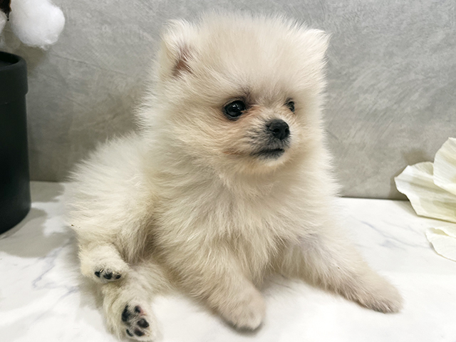 愛知県のポメラニアン (ペッツファースト名古屋栄店/2025年8月20日生まれ/女の子/クリーム)の子犬の3枚目の画像
