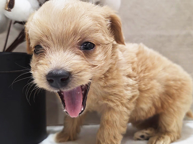 茨城県のチワプー/プーチー(チワワ×プードル) (ペッツファースト土浦店/2025年8月20日生まれ/男の子/クリームホワイト)の子犬の3枚目の画像